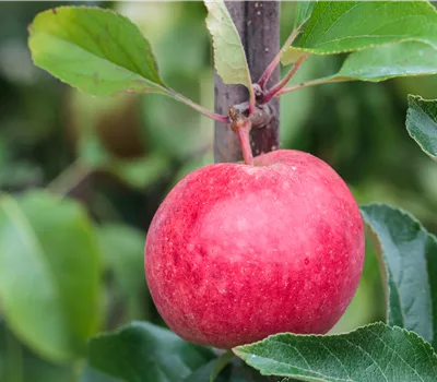 Malus 'Royal Gala' Malus 'Royal Gala'