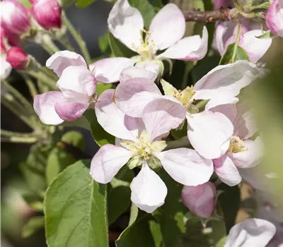 Malus 'Royal Gala' Malus 'Royal Gala'
