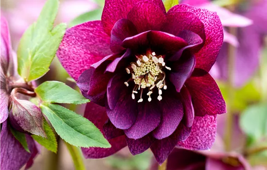 Helleborus orientalis 'Double Ellen Red' Helleborus orientalis 'Double Ellen Red'