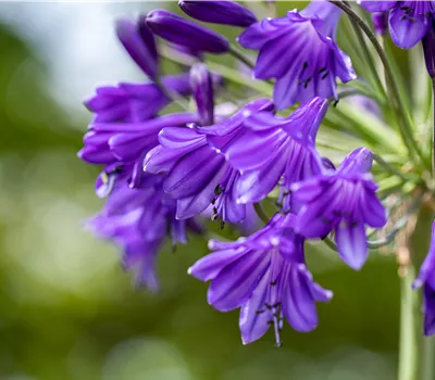 Agapanthus 'Poppin Purple' Agapanthus 'Poppin Purple'