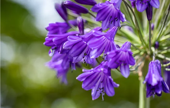 Agapanthus 'Poppin Purple'