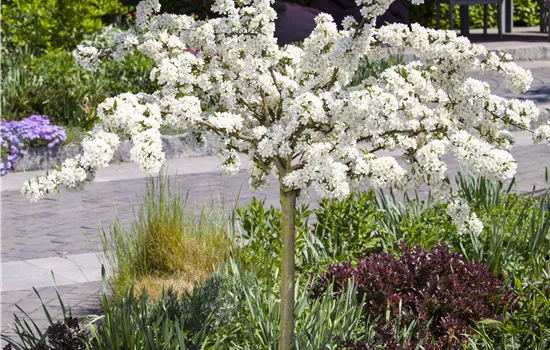 Malus toringo 'Tina'