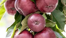 Pommier colonne racines nues 'Vitalstar'