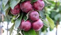Pommier colonne racines nues 'Vitalstar'