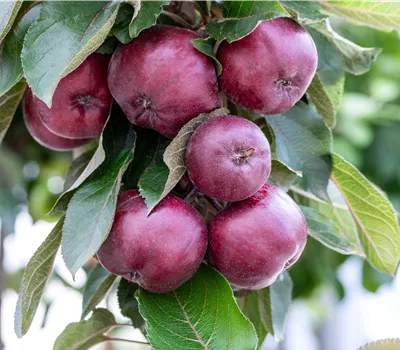 Malus domestica 'Vital Red' Malus domestica 'Vital Red'