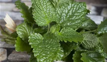 Mélisse officinale