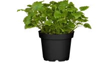 Mélisse officinale