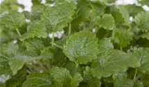 Mélisse officinale