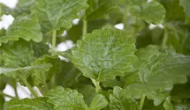 Mélisse officinale