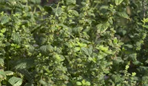 Mélisse officinale
