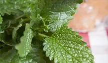 Mélisse officinale