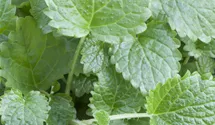 Mélisse officinale