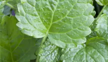 Mélisse officinale