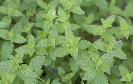 Mentha x piperita Mentha x piperita