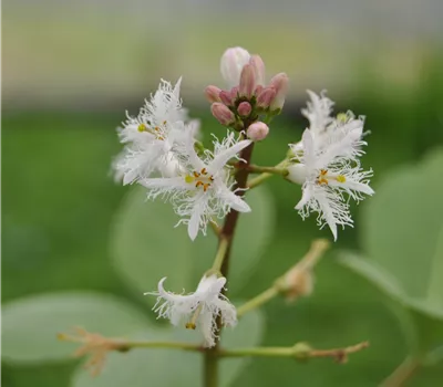 Menyanthes trifoliata Menyanthes trifoliata