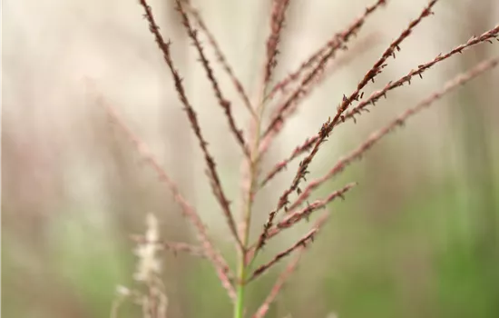 Miscanthus sinensis 'Dronning Ingrid'