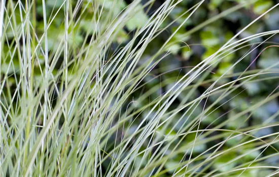 Miscanthus sinensis 'Gracillimus'  Miscanthus sinensis 'Gracillimus'