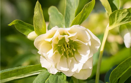 Helleborus orientalis 'Double Ellen White' Helleborus orientalis 'Double Ellen White'