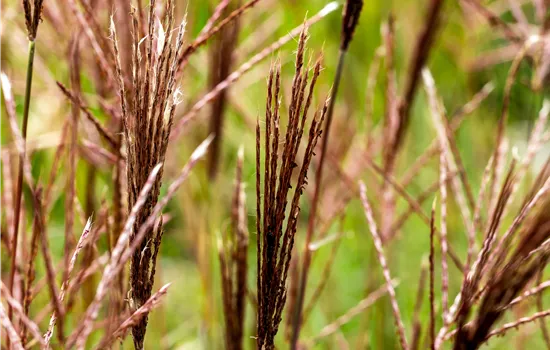 Miscanthus sinensis 'Red Chief' 