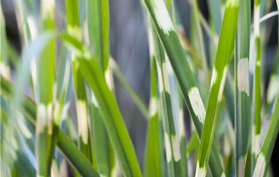 Miscanthus sinensis 'Strictus'  Miscanthus sinensis 'Strictus'