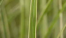 Chinaschilf 'Variegatus'