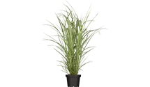 Chinaschilf 'Variegatus'
