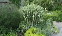 Chinaschilf 'Variegatus'
