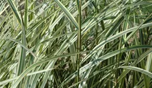Chinaschilf 'Variegatus'