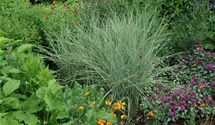 Chinaschilf 'Variegatus'