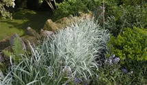 Chinaschilf 'Variegatus'