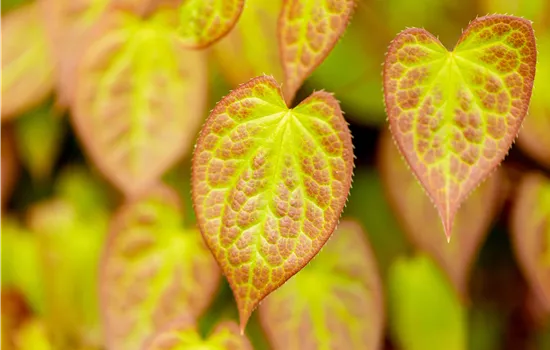 Epimedium versicolor 'Sulphureum'