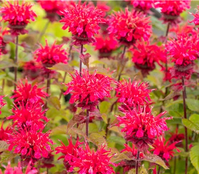 Monarda didyma 'Cambridge Scarlet' Monarda didyma 'Cambridge Scarlet'