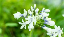 Agapanthe 'Twister'