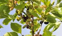 Maulbeere BonBonBerry® 'Mojo Berry'