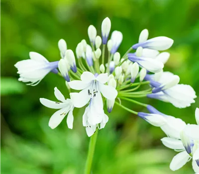 Agapanthus 'Twister' Agapanthus 'Twister'