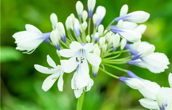 Agapanthus 'Twister'