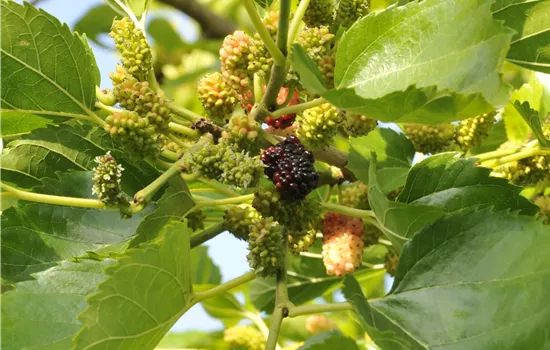 Morus nigra  Morus nigra