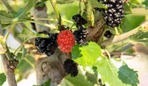 Maulbeere BonBonBerry® 'Mojo Berry'