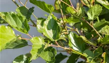 Maulbeere BonBonBerry® 'Mojo Berry'