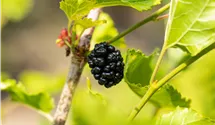 Maulbeere BonBonBerry® 'Mojo Berry'