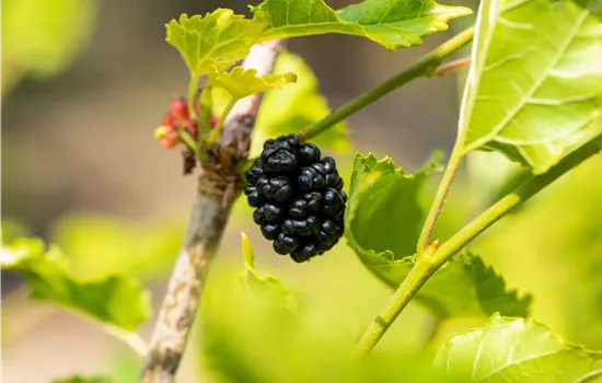 Morus rotundifolia 'Mojo Berry' Morus rotundifolia 'Mojo Berry'