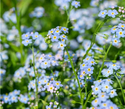 Myosotis palustris Myosotis palustris