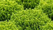 Véronique arbustive 'Green Globe'