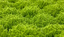 Véronique arbustive 'Green Globe'