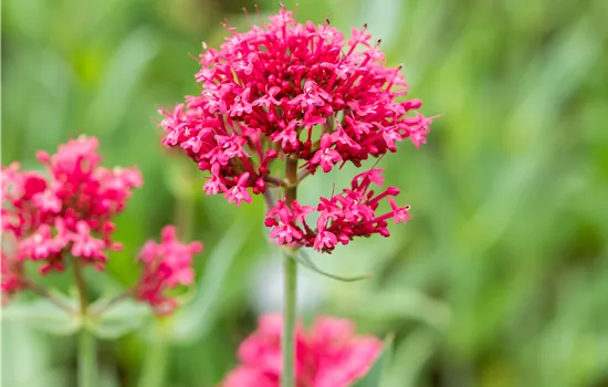 Centranthus ruber 'Coccineus'