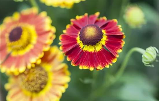 Helenium autumnale 'Mariachi Fuego'