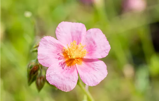 Helianthemum hybrida 'Lawrenson's Pink'