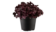 Heuchère 'Forever Purple'