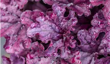 Heuchère 'Forever Purple'