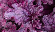 Heuchère 'Forever Purple'